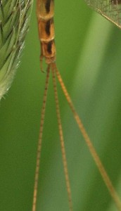 cerques abdominaux d'Ephemera vulgata