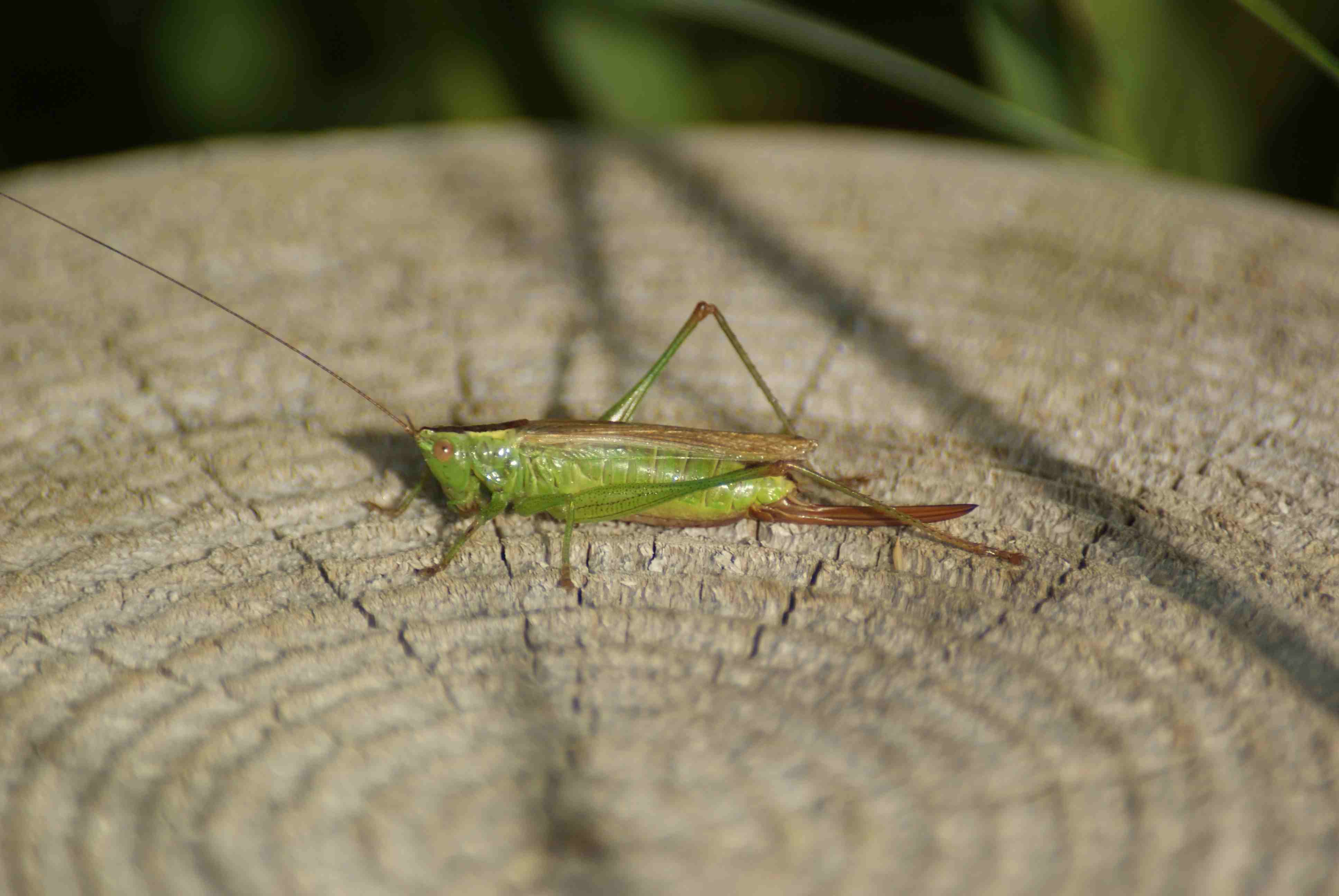 sauterelle verte Archives Quel est cet animal sauterelle verte Archives Quel est cet animal
