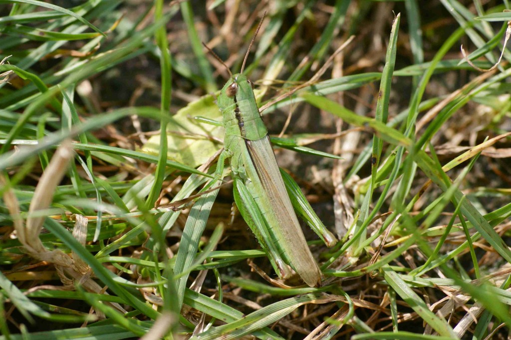 le criquet des roseaux