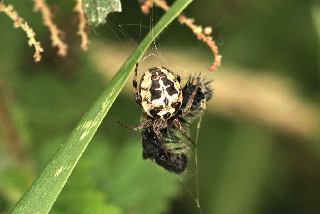 Larinioides cornutus