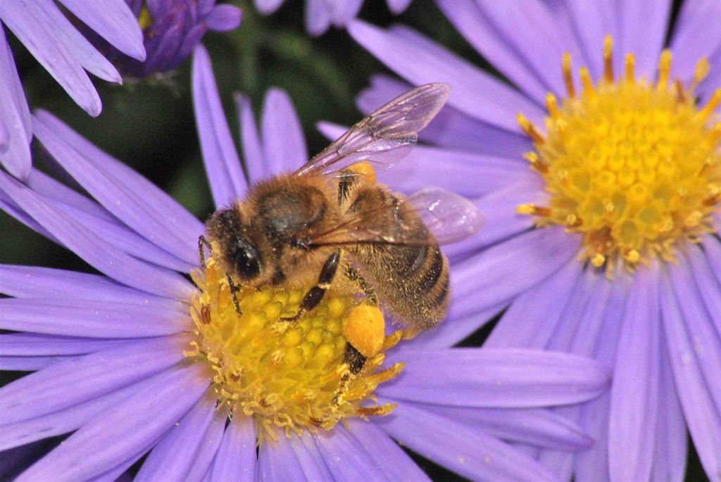 abeille domestique