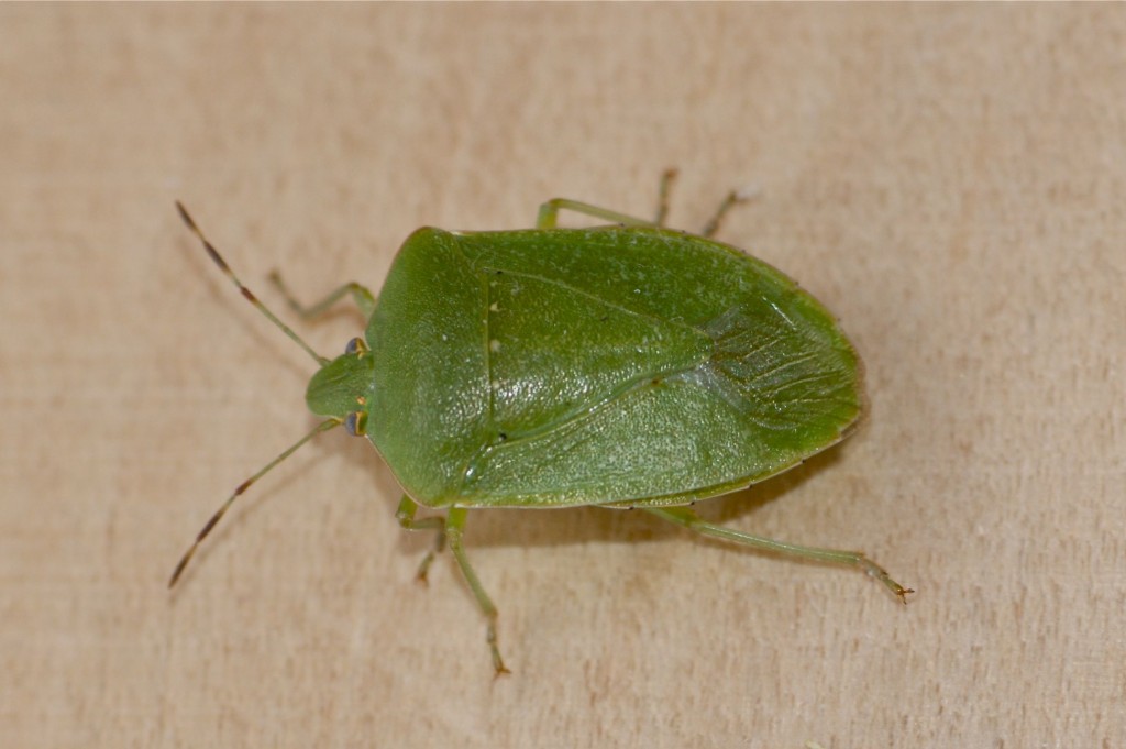 Nezara viridula