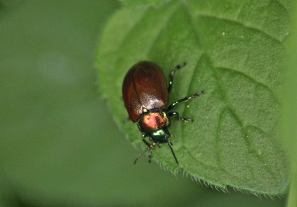 chrysomèle polie