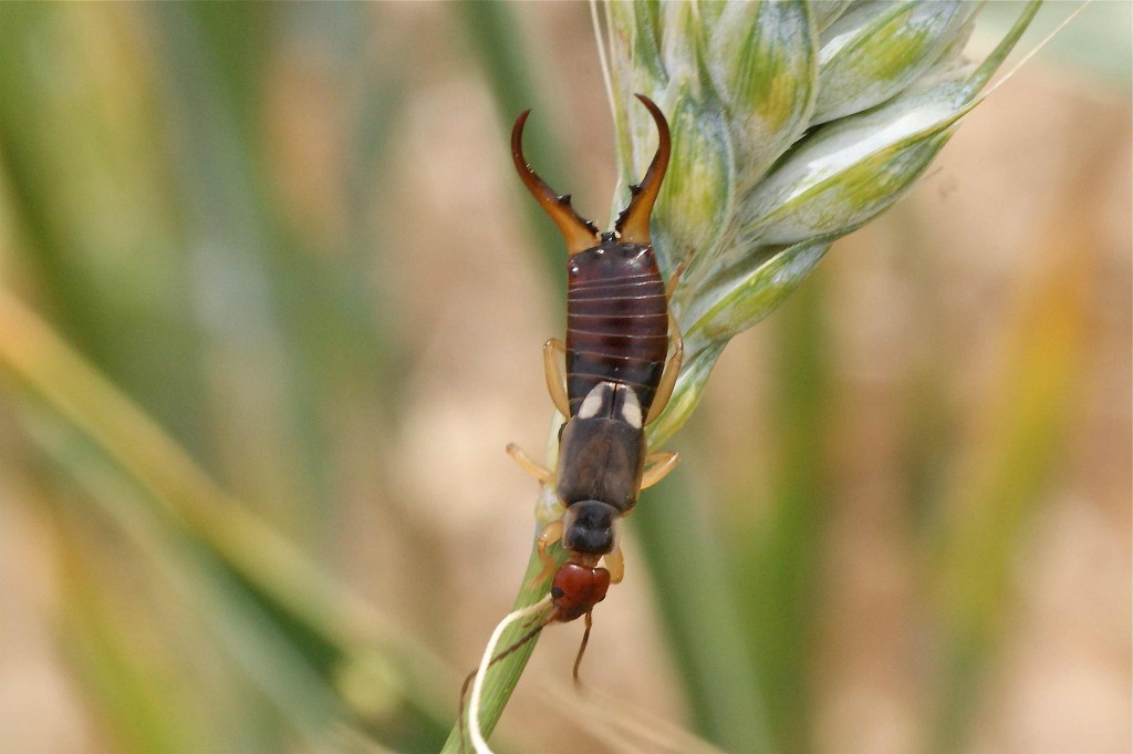Forficula auricularia mâle