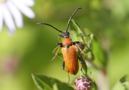 Stictoleptura rubra