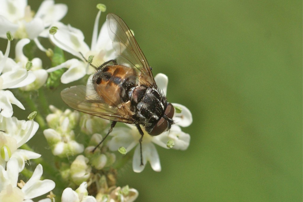 Graphomya maculata, mâle