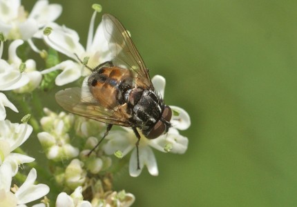 Graphomya maculata, mâle