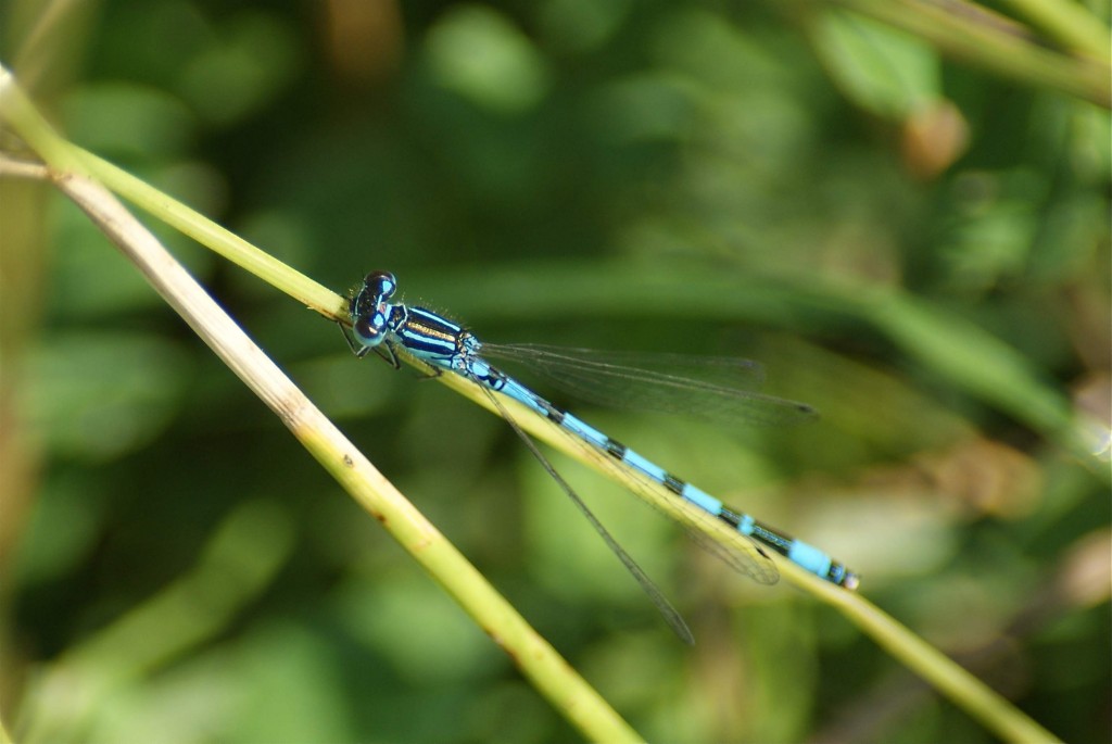 Coenagrion mercuriale mâle