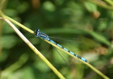 Coenagrion mercuriale mâle