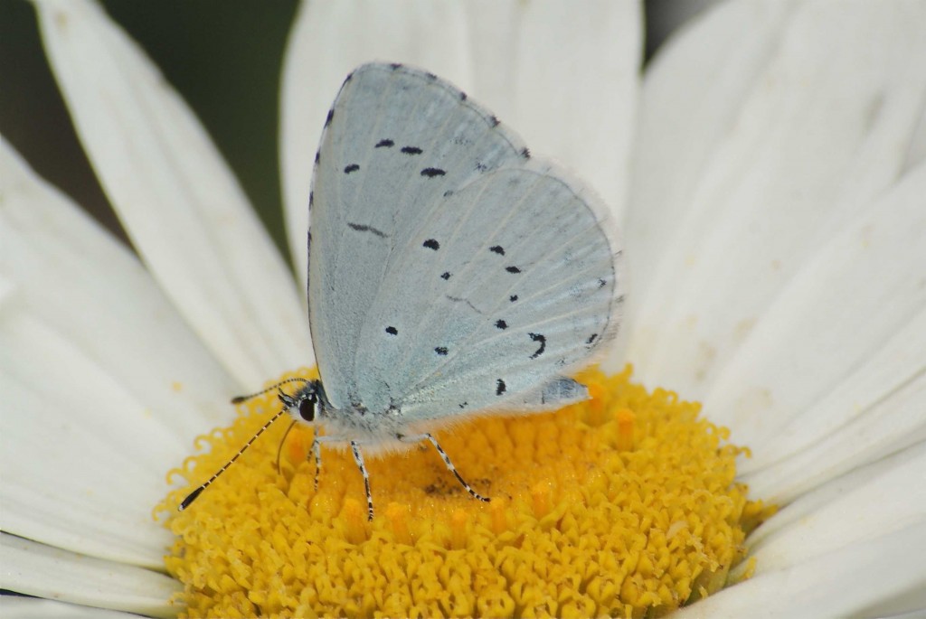 Celastrina argiolus
