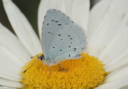 Celastrina argiolus