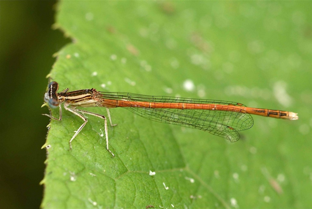 Platycnemis acutipennis