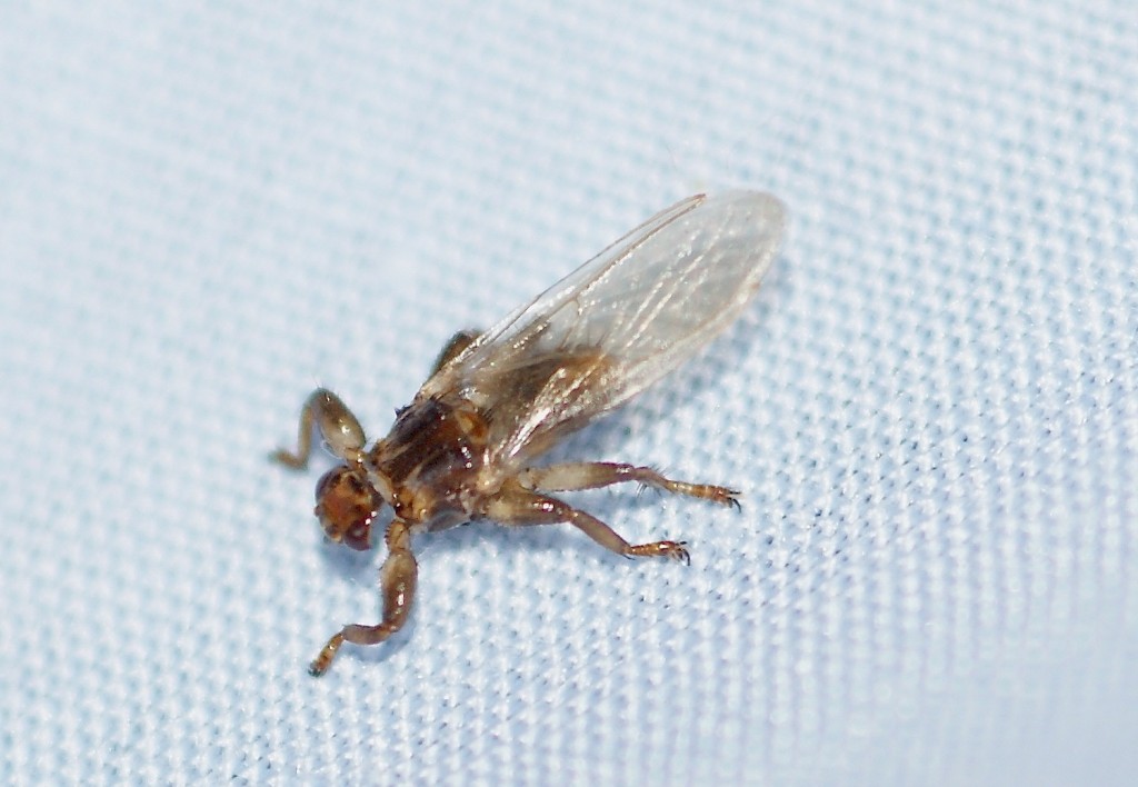 Lipoptena cervi