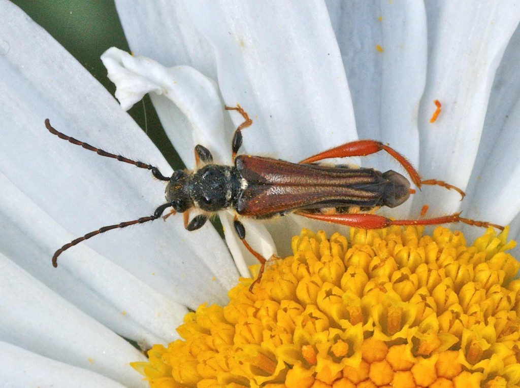 Stenopterus rufus