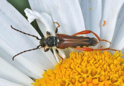 Stenopterus rufus