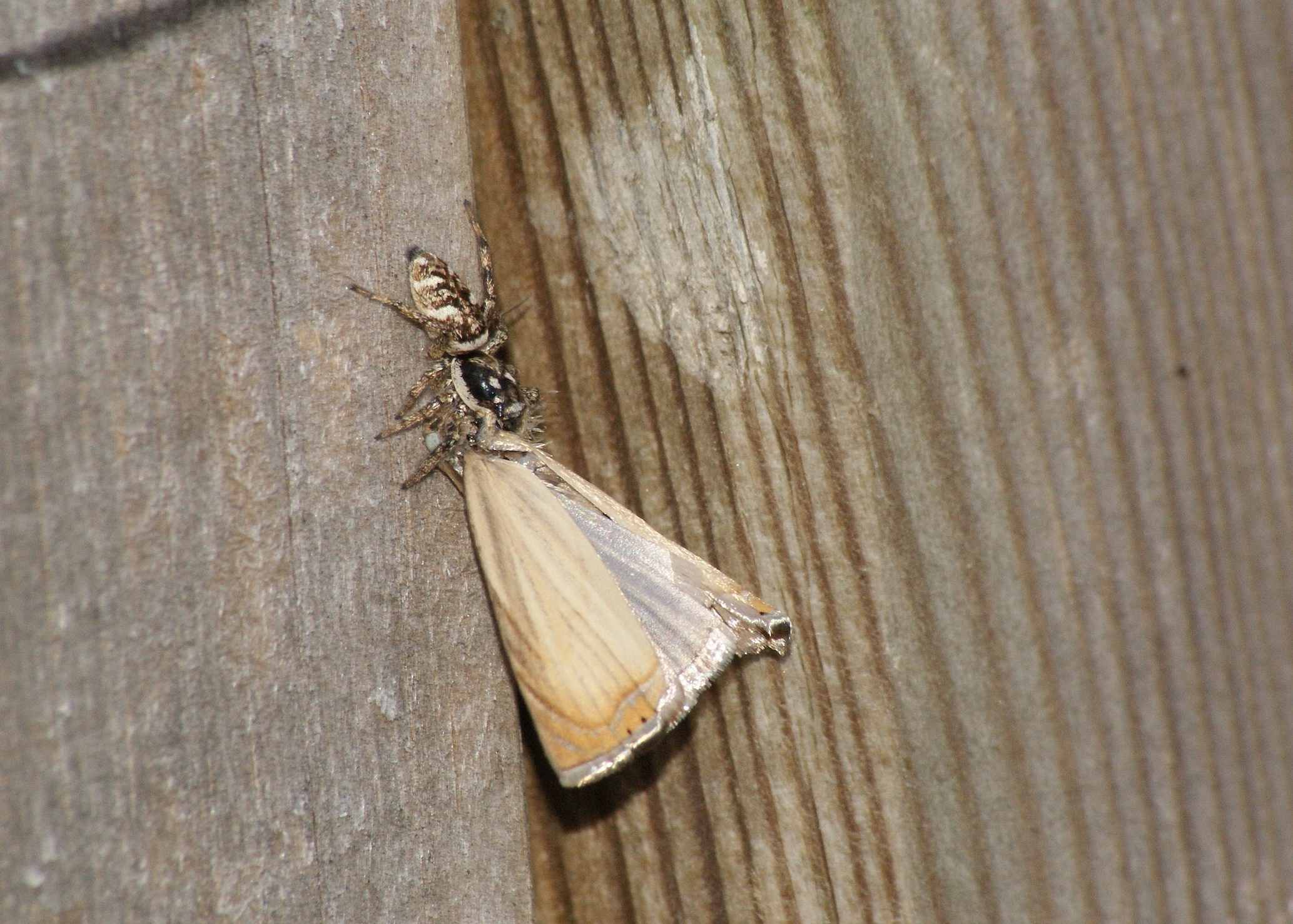 araignée noire et blanche Archives Quel est cet animal