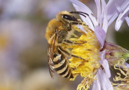 Colletes hederae