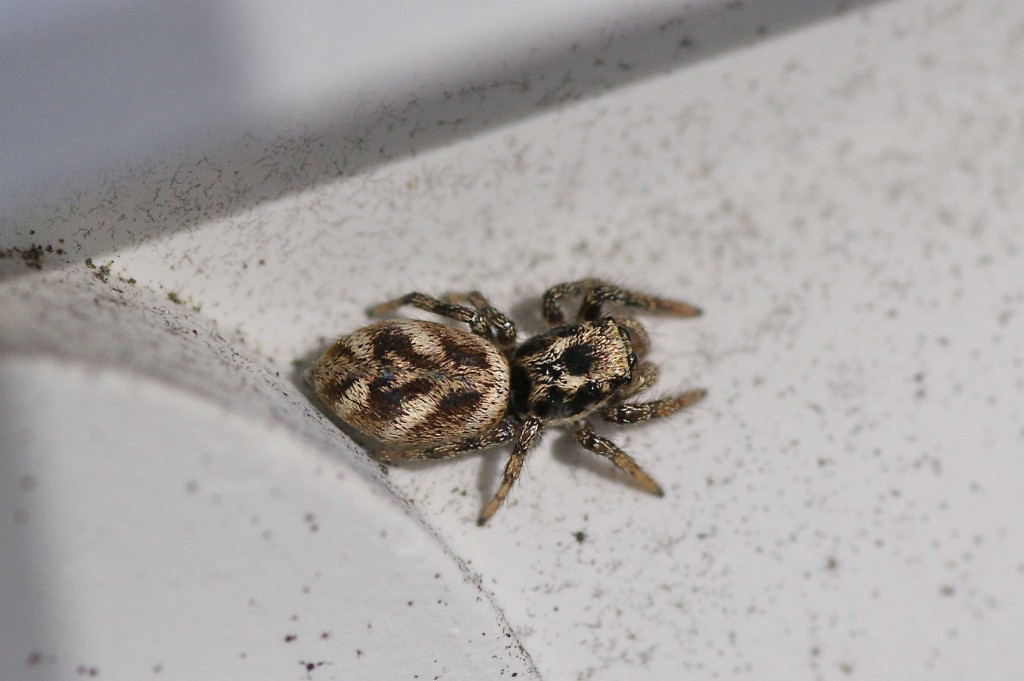 Salticus scenicus