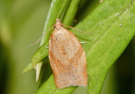 Pandemis corylana