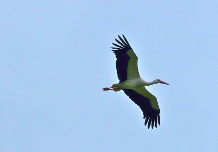 Ciconia ciconia