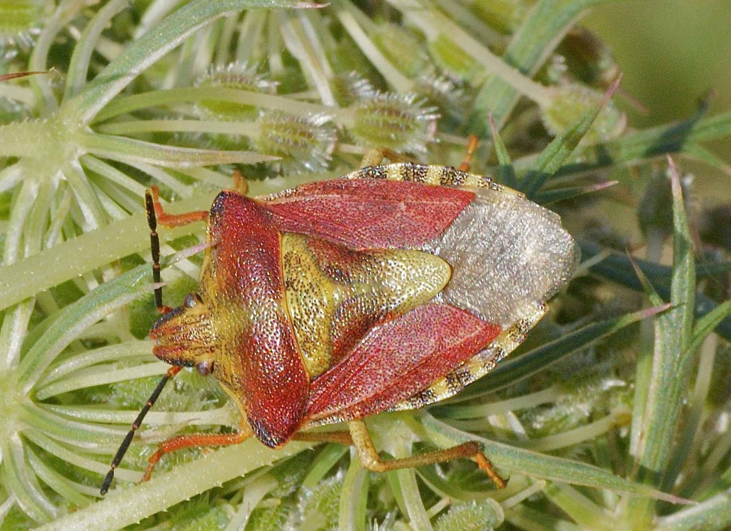 Carpocoris purpureipennis