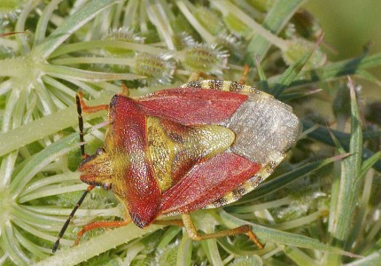 Carpocoris purpureipennis