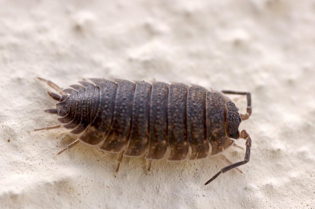 Porcellio scaber
