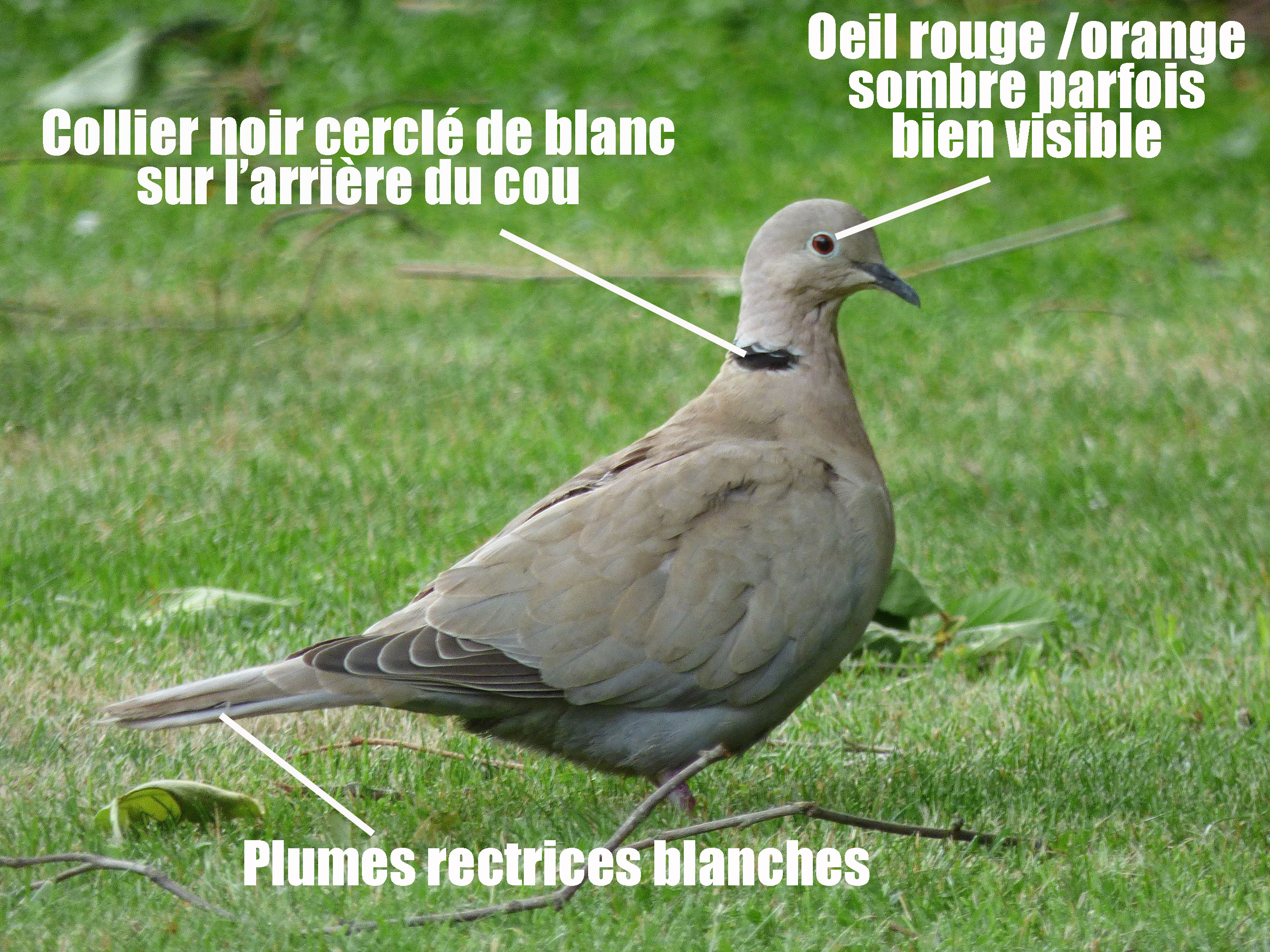 La tourterelle turque Quel est cet animal