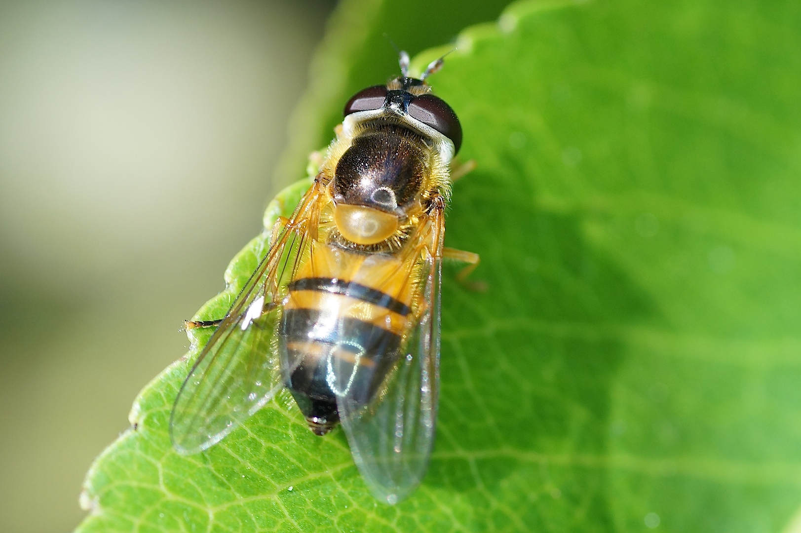 mouche jaune et noire Archives Quel est cet animal