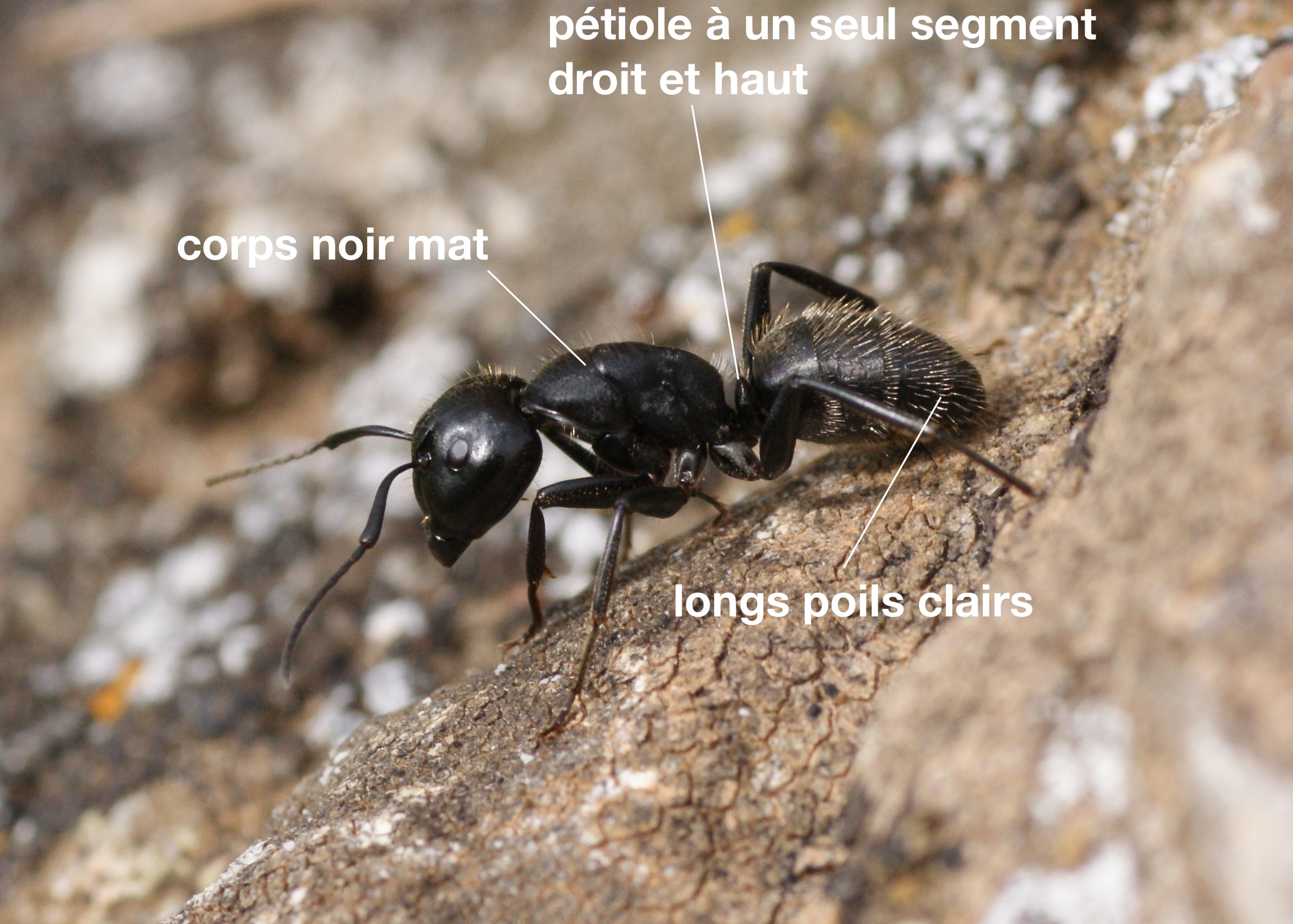 La fourmi charpentière Quel est cet animal