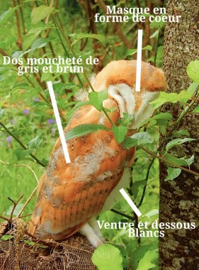 quel est animal qui hulule