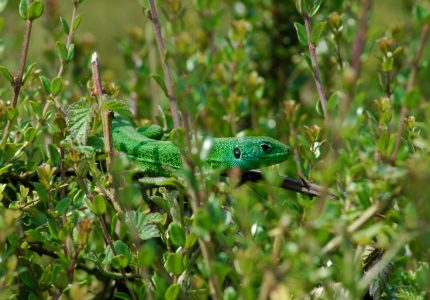 Lézard vert avec la gorge bleue