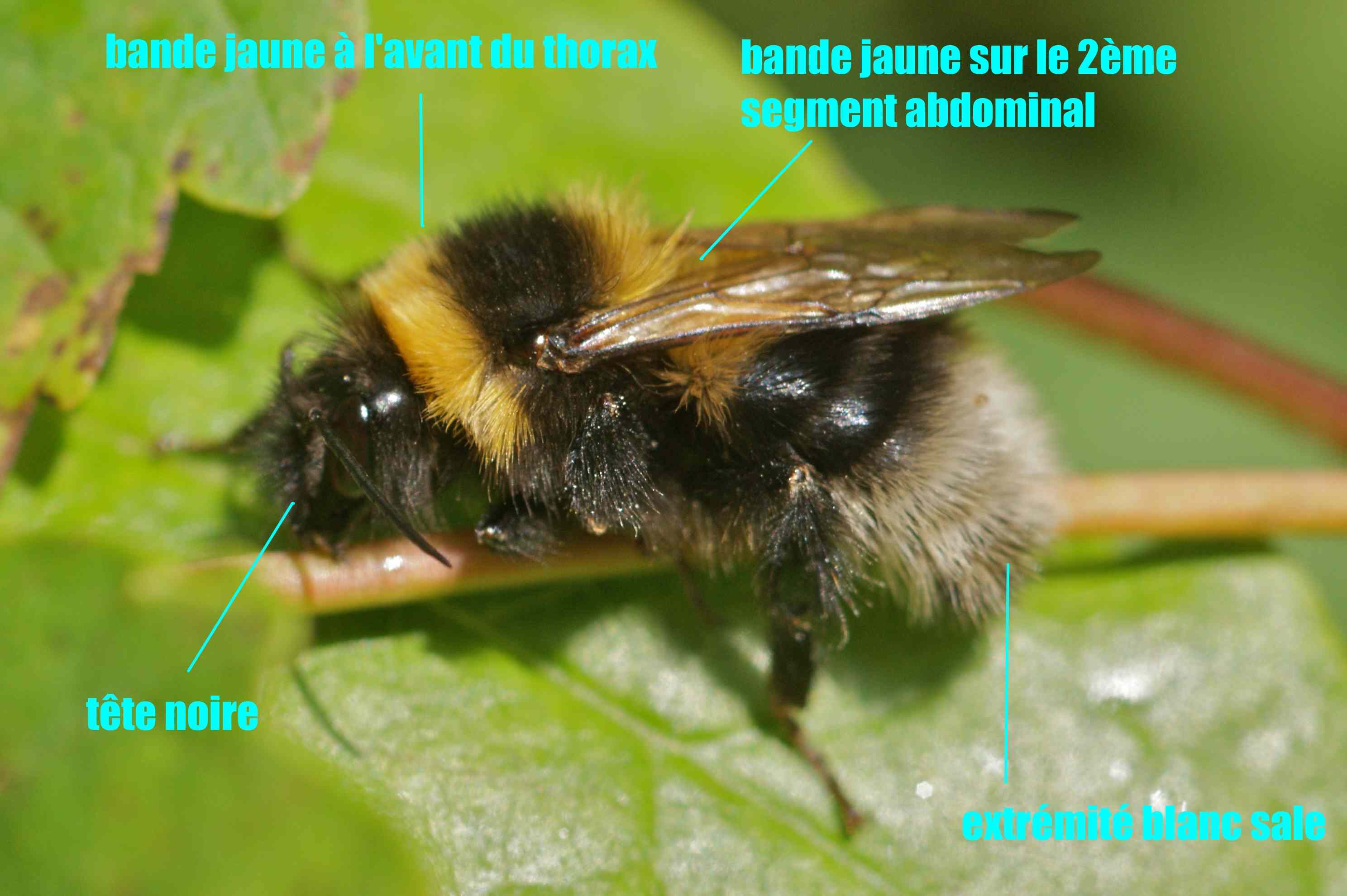 Comment reconnaître un bourdon femelle ?