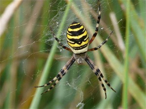 P1040719 Argiope bruennichi