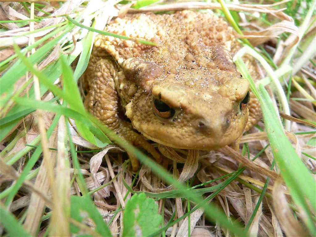 Le crapaud commun Quel est cet animal