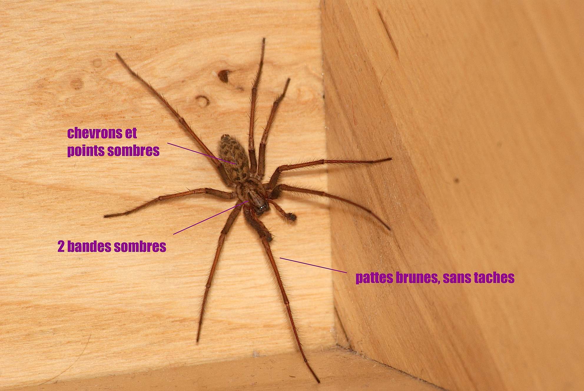 La tégénaire Quel est cet animal