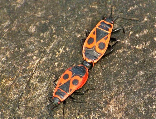accouplement de Pyrrhocoris apterus