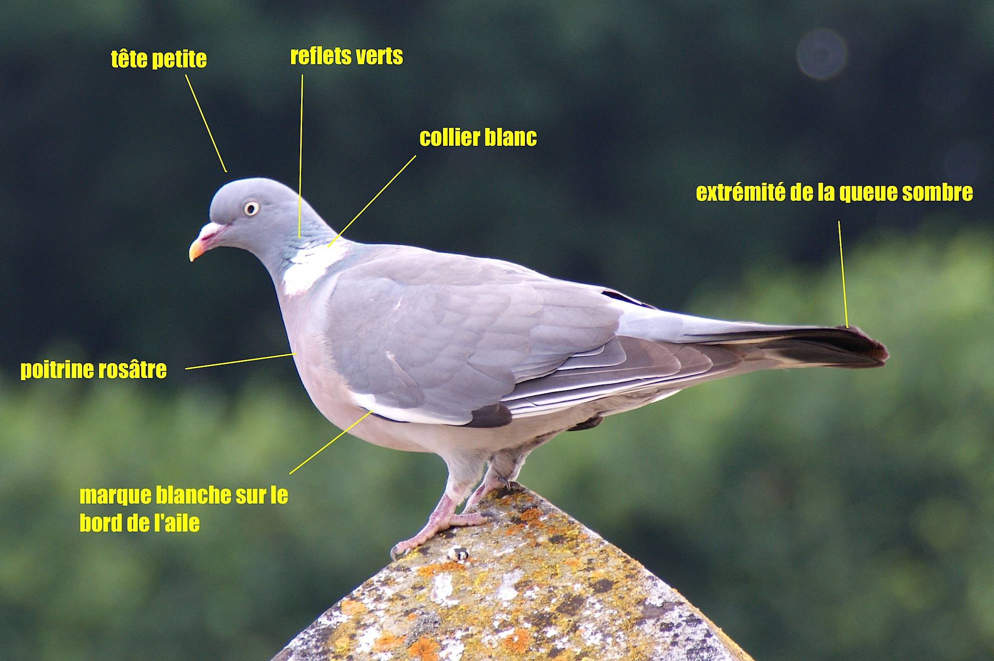 Le Pigeon Ramier Quel Est Cet Animal