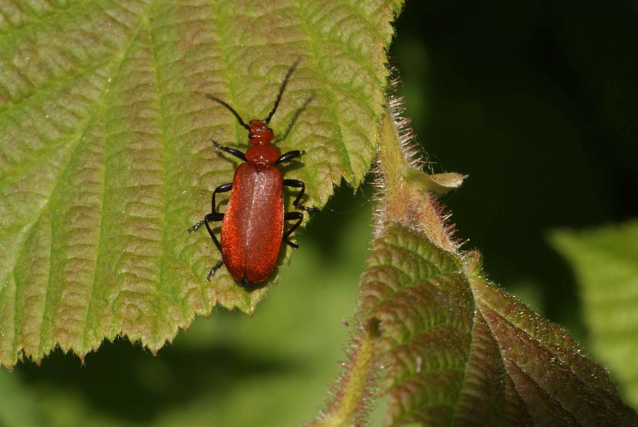 coléoptère rouge et noir Archives Quel est cet animal