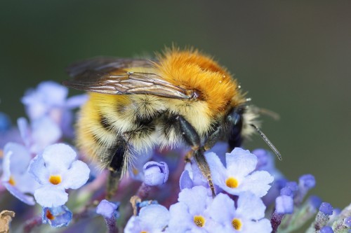 Bombus pascuorum