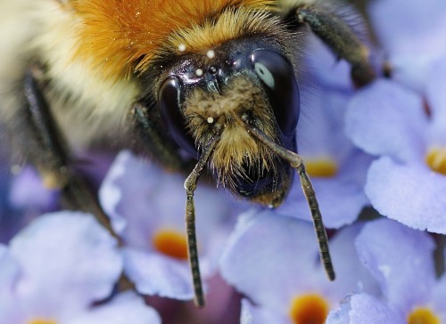 tête de Bombus pascuorum