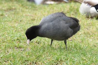 la foulque macroule