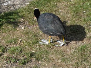 pattes de foulque