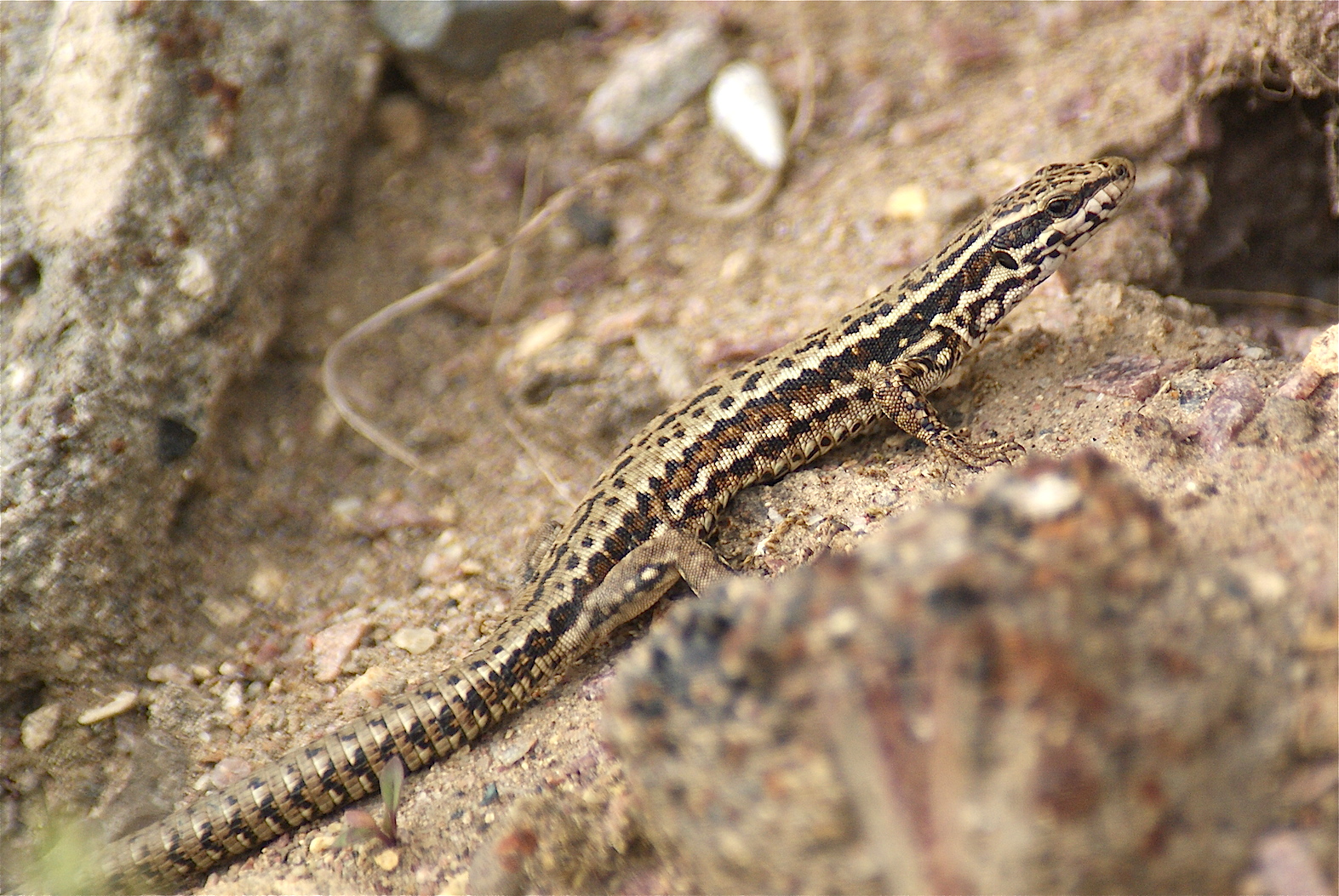 Le lézard des murailles - Quel est cet animal