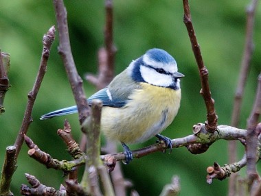 la mésange bleue