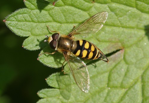 Eupeodes corollae