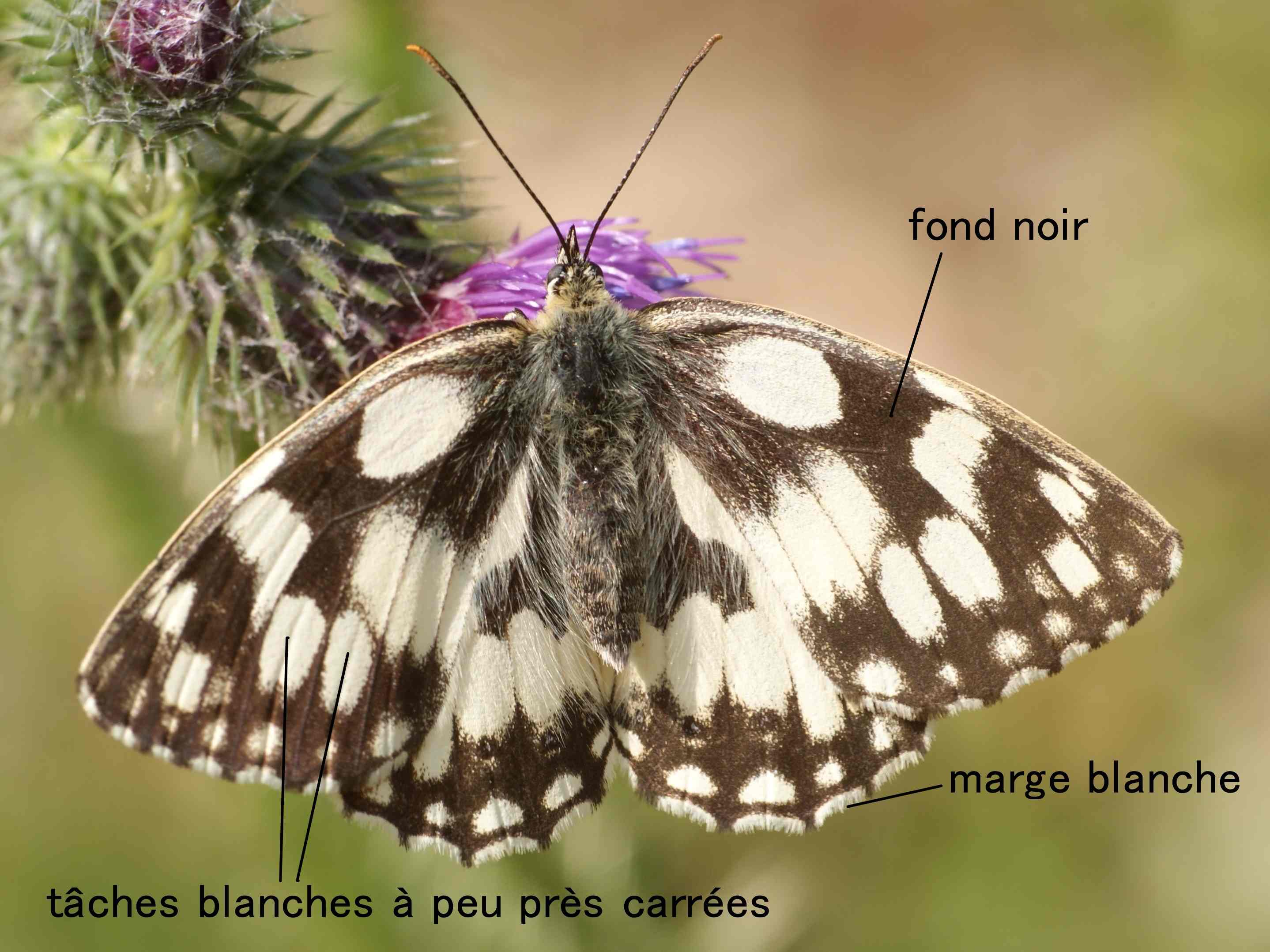 Le Demi deuil Quel Est Cet Animal le-demi-deuil-quel-est-cet-animal