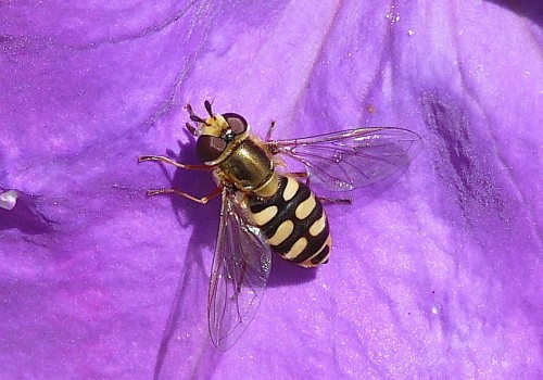 Eupeodes corollae