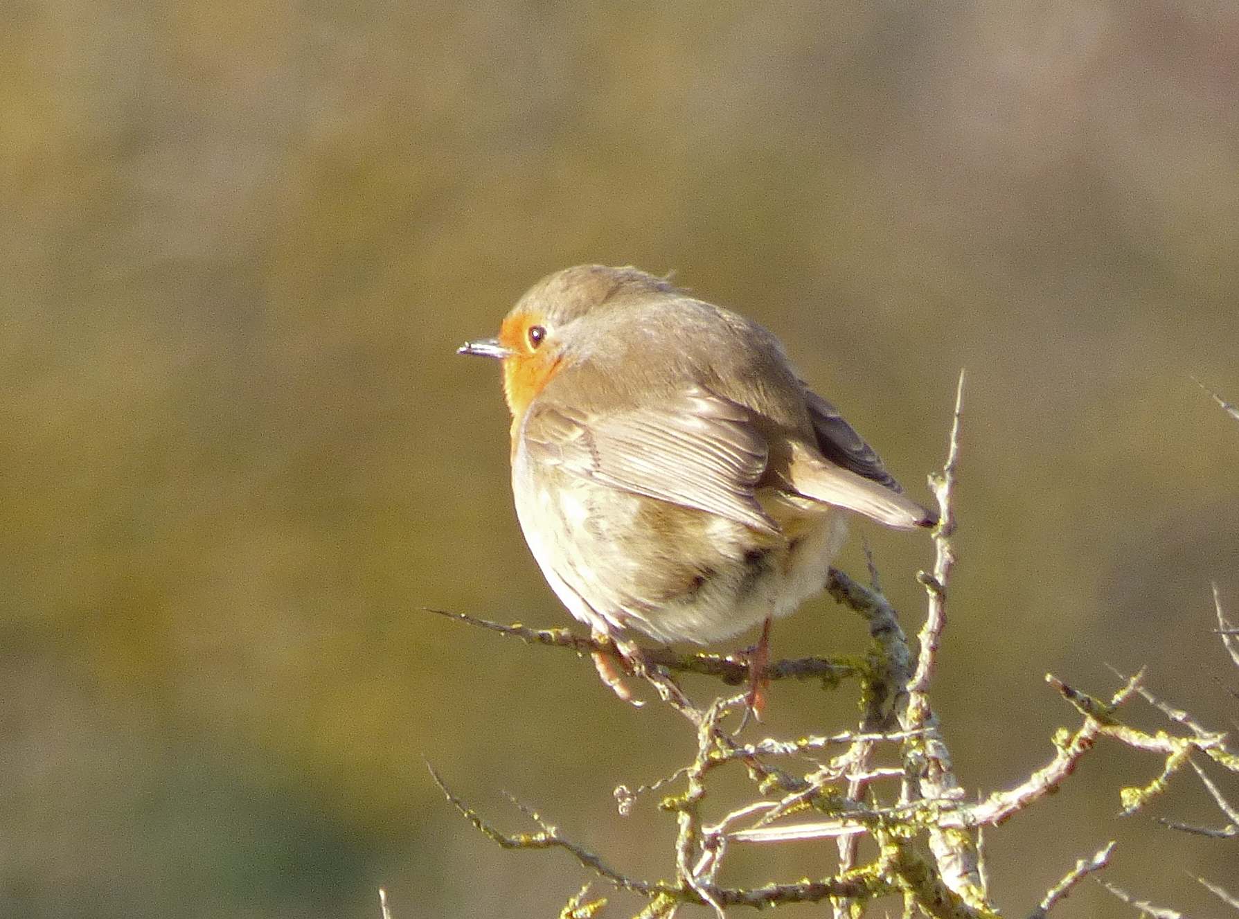 Le Rougegorge Familier Quel Est Cet Animal