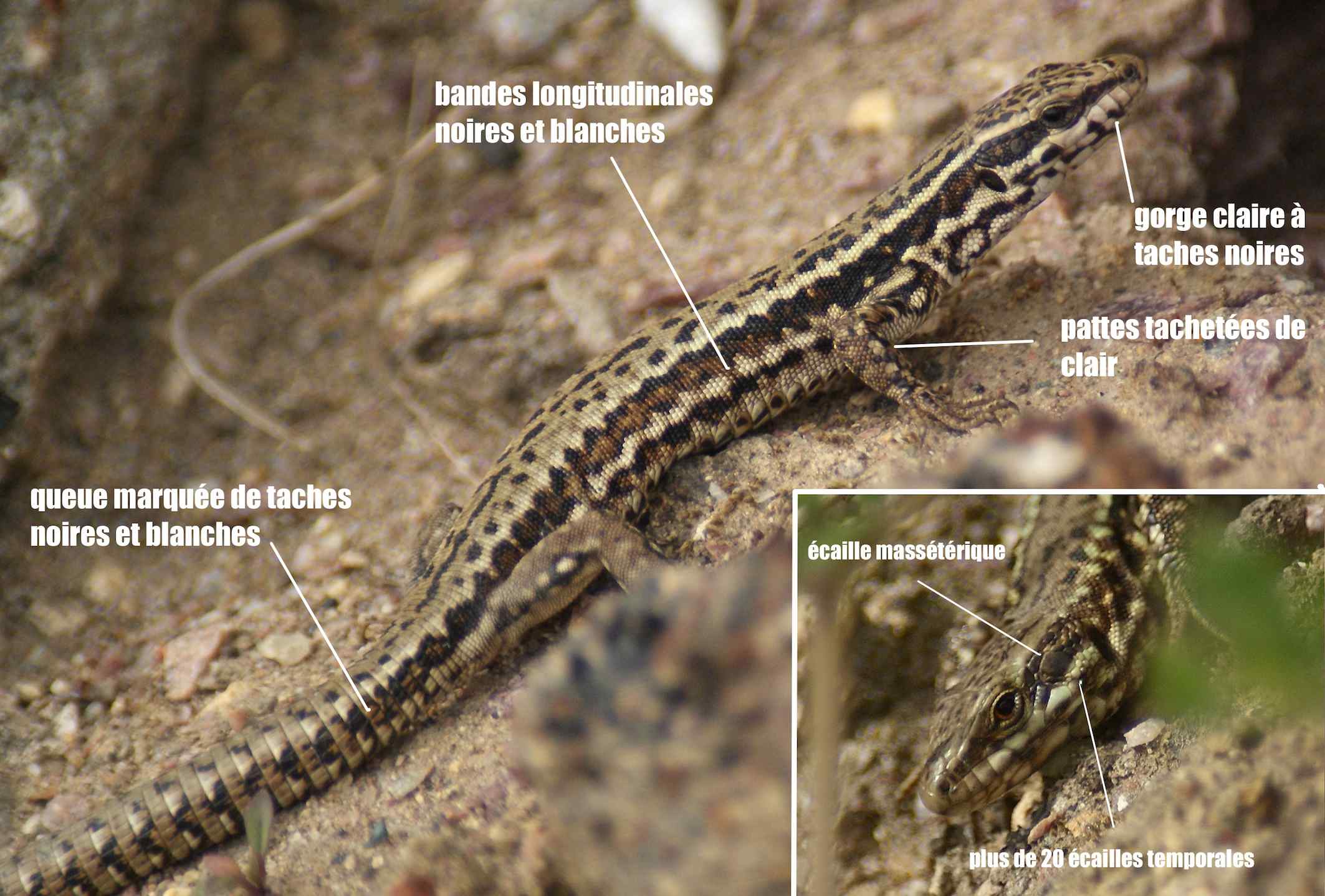 Le lézard des murailles